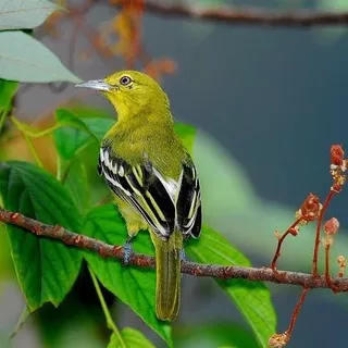 Burung Cipow atau Sirtu atau Cipew