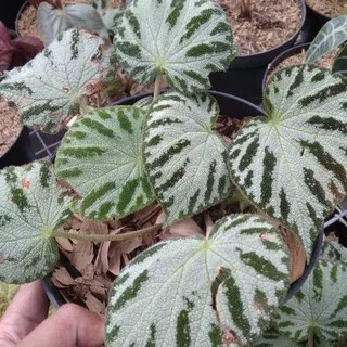 Tanaman Hias Begonia Moss Carpet Begonia Imperiallis