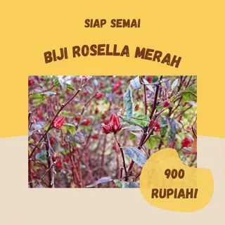 Benih rosella merah biji bunga rosella untuk teh minuman kesehatan bergizi tinggi herbal alami herbs