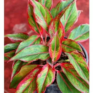 tanaman hias aglonema lipstick - aglaonema red lipstick  TERLARIS!!