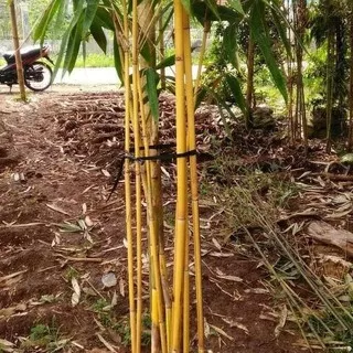 bambu kuning/bambu panda/pohon bambu