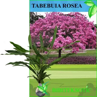 Tanaman Tabebuia Rosea (Tinggi 30 cm)