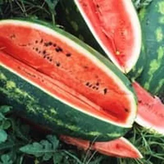 Benih / Bibit Buah Semangka Congo (Congo Watermelon Seeds) - IMPORT