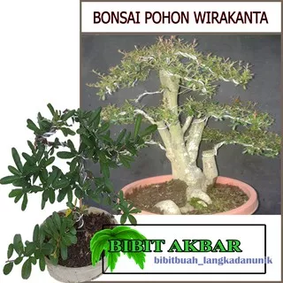 Bibit Tanaman Bonsai Pohon Wirakanta