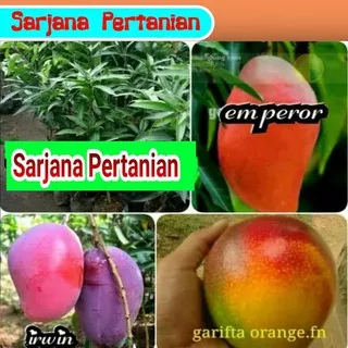 Bibit 3 jenis mangga emperor-garifta-irwin