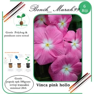 6butir benih biji tanaman hias bunga Vinca pink hollo