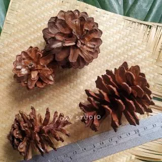 pinus kering lokal sedang/terrarium/pinecones/rustic/dried flower/craft/bunga pinus/holahop