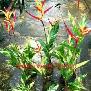 Tanaman Heliconia Variegata / Pisang Pisangan varigata Bunga Merah