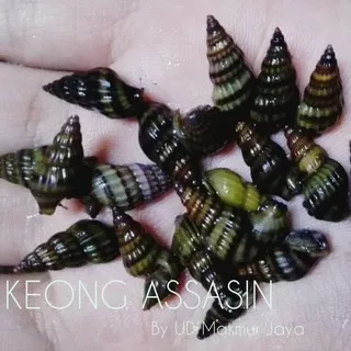 KEONG ASSASIN SNAIL AQUASCAPE