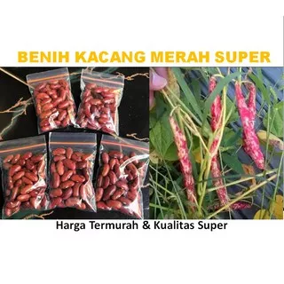 Benih kacang merah kualitas super termurah