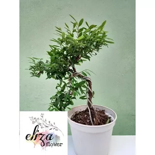 bonsai mini tanaman hias pohon cendrawasih