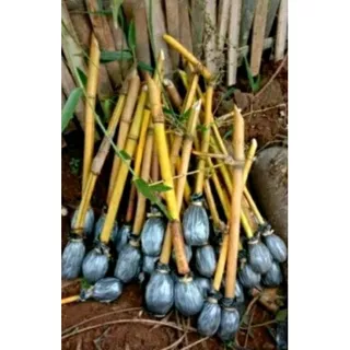 Bambu kuning PANJANG 30/40cm. bibit Bambu kuning, Bambu penangkal setan, SUDAH BERAKAR DAN BERTUNAS