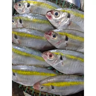 Ikan Selar