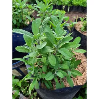 Bibit Sage/Tanaman Herbal Sage/Salvia officinalis