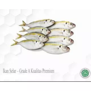 Ikan Selar Fresh/ Ikan Selar Grade A Kualitas Premium