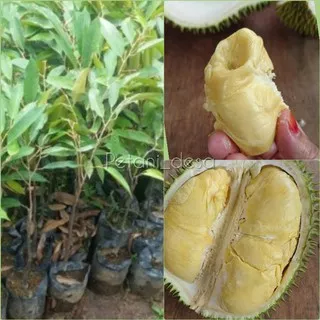 Bibit Durian D24/Durian Sultan