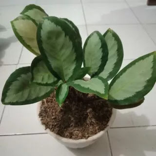 Baby Calathea Dark Star