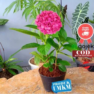 Tanaman hias menarik dan cantik Hortensia bunga pink - hydrangea suurelehine