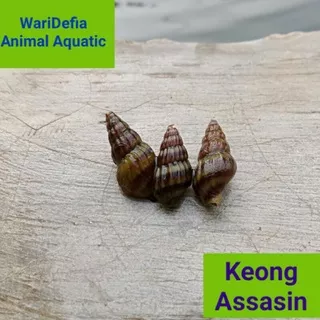 KEONG ASSASIN Aquascape Assasin Snail