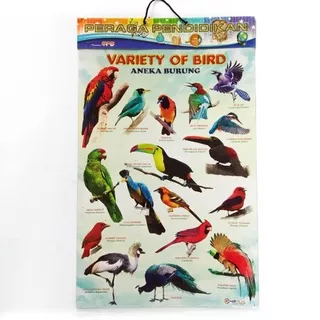 poster Anak ,poster Variety of bird,Aneka burung besst seller,mapplus