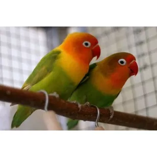 LOVEBIRD PASTEL HIJAU