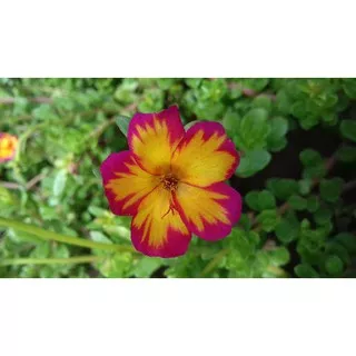 moss rose krokot jambul kuning tengah