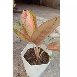 Special Delivery Aglonema B Roy Dewasa Aglaonema Lulan Jumbo Aglonema B Roy Indukan Murah Tanaman Hi