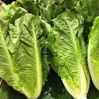 Romaine