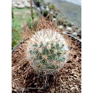 Kaktus mammilaria import/kaktus mak lampir/kaktus unik/kaktus mini