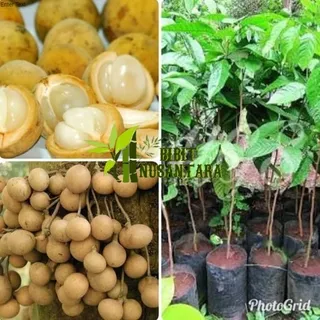 Bibit buah Duku Palembang unggul berkualitas hasil okulasi