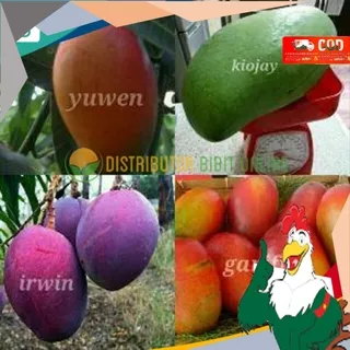 Paket 4 bibit mangga super ( kiojay yuwen irwin garifta merah ) Siap Berbuah