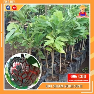 Bibit Tanaman Buah Srikaya Merah