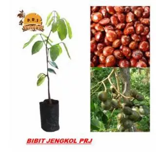 Sumatera /COD/Bibit Jengkol /Tanaman Buah Jengkol  / Jengkol Unggul / BibitSuper/Genjah /Benih Pohon