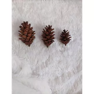 Pinus/bunga pinus/ bunga pinus kering