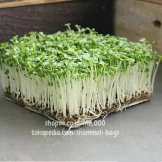 Microgreens Cabbage - Pak Choi White Stem - 5 Gram (+/- 900 benih) - Repack Benih USA