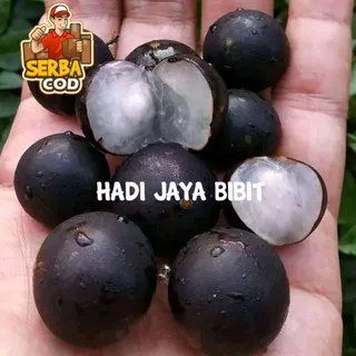 Bibit anggur pohon sabara jabuticaba asli unggul