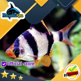 Ikan Hias Sumatra Barb Aquarium Aquascape Air Tawar Garansi