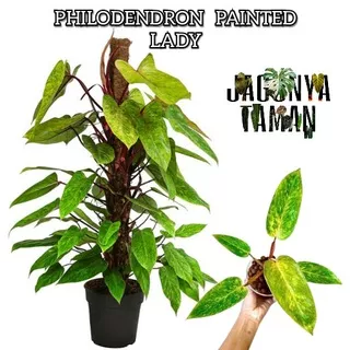 TANAMAN HIAS PHILODENDRON PAINTED LADY / TANAMAN VARIGATA / TANAMAN PHILO