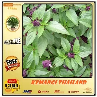 biji/benih/bibit tanaman kemangi thailand /50 biji