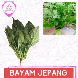 Benih BAYAM JEPANG Horenso - Biji Bibit Sayur