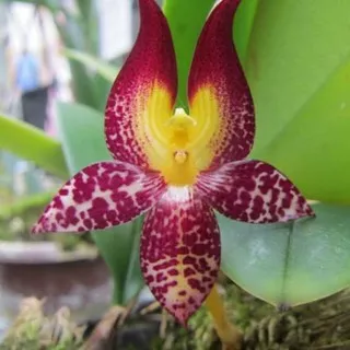 Anggrek Bulbophyllum Macranthum Dewasa Siap Bunga