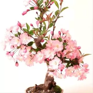 30 biji bungur jepang cherry blossom