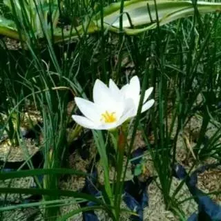 tanaman hias lili hujan bunga putih - kucai tulip