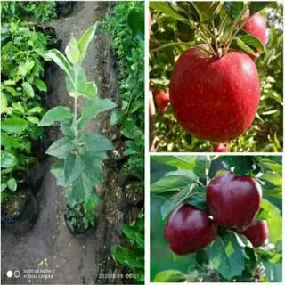 Bibit buah apel merah jenis anna atau apel malang