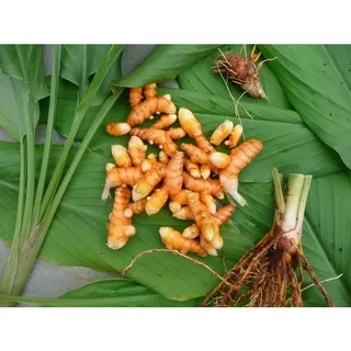 1 KG KUNYIT KONENG KUNING BUMBU/HERBAL