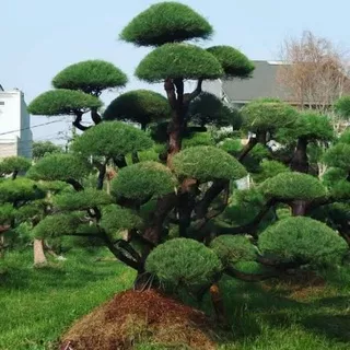 Tanaman Hias Cemara Udang Bahan Buat Bonsai