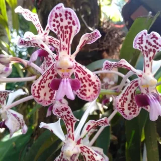 vanda tricolor var suavis/anggrek vanda tricolor murah