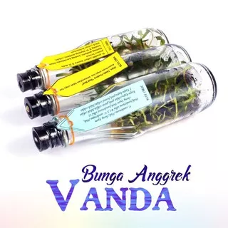 Bibit Bunga Anggrek VANDA Anggrek Botol