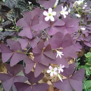 Tanaman Hias Daun Kupu Kupu Ungu - Purple Shamrock - Oxalis Pohon Kupu-Kupu - tanaman hias