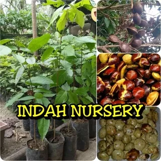 Bibit Jengkol Super Unggul_Indah Nursery